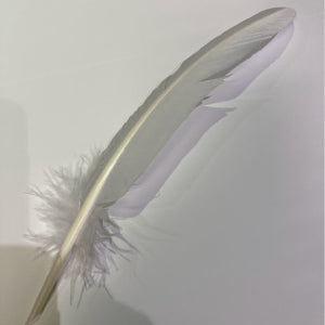 Feather Quill